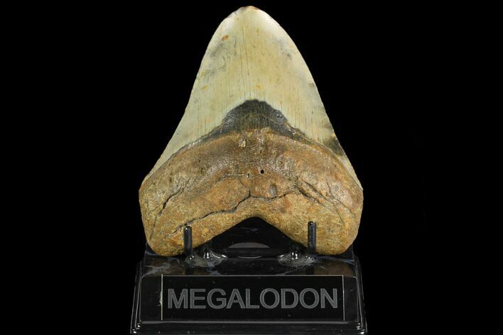 Fossil Megalodon Tooth - North Carolina #124676